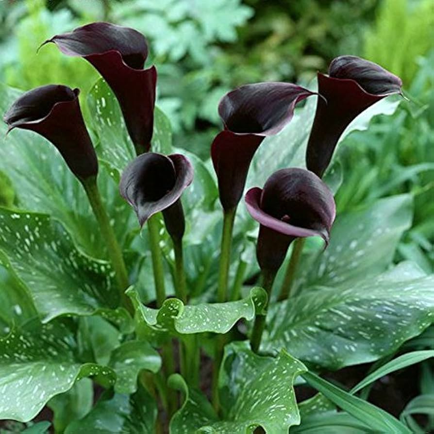 Red Edge Black Calla Lily Seeds Zantedeschia for Planting in Garden & Flower Bed