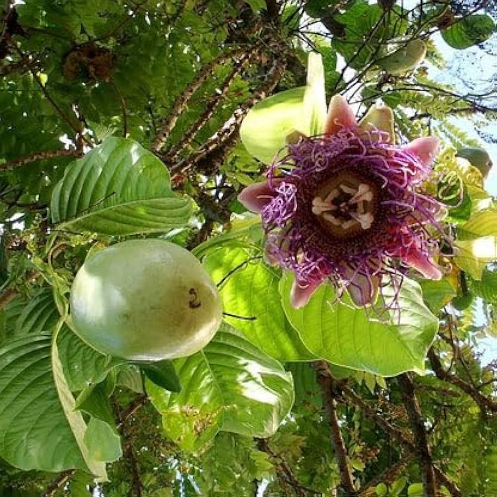Passion Fruit Seeds Passiflora edulis for Planting in Urban Garden