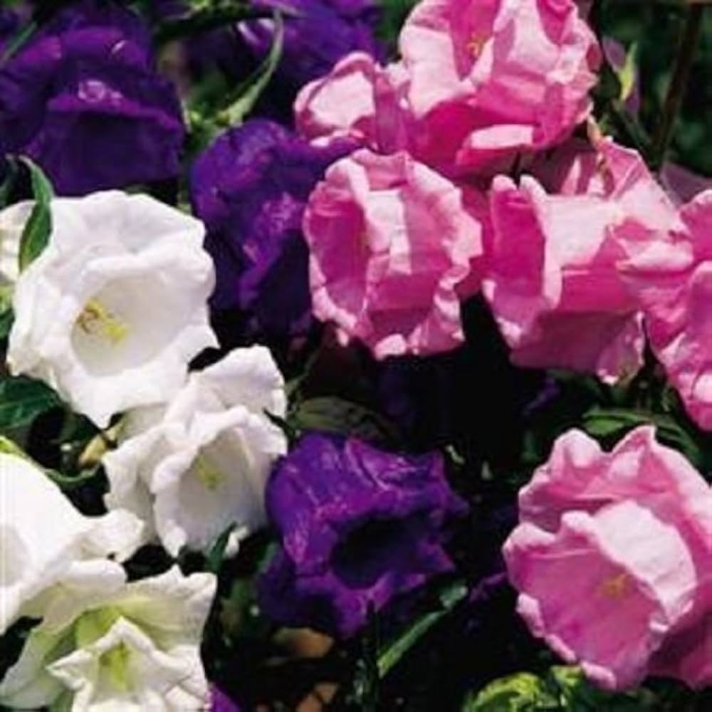 Field Bellflower Heirloom Canterbury Bell Seeds