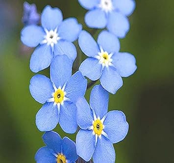 Forget Me Not Flower seeds for Planting - Long Bloom Season, Heirloom & GMO Free Seeds for Home Garden
 
 Sale for planting in home garden.