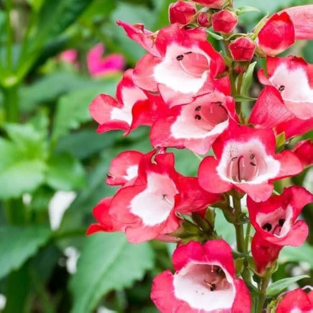 Red Penstemon Flower seeds for Planting - Long Bloom Season, Heirloom & GMO Free Seeds for Home Garden
 
 Sale for planting in home garden.