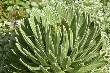 Green Victoria Agave Flower seeds for Planting - Pollinator Friendly, Heirloom & GMO Free Seeds for Home Garden
 
 Sale for planting in home garden.