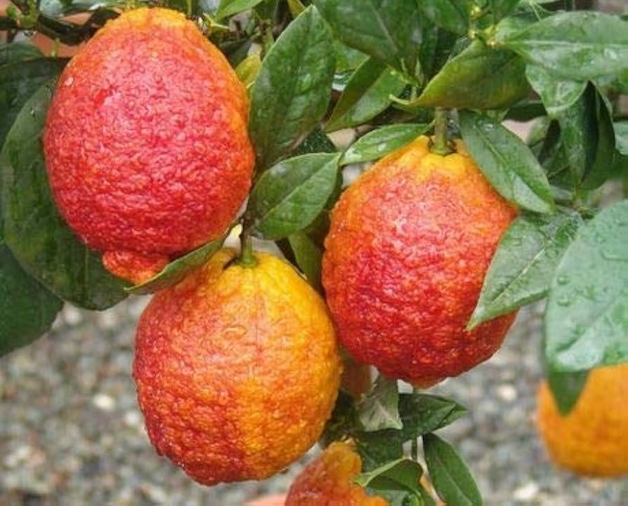 Red Lemon Fruit Seeds for Planting - Dark Red Variety for Your Garden