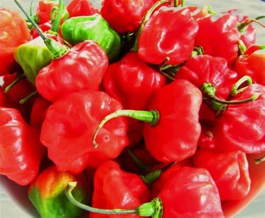 Sweet Cuban Aji Cachucha Capsicum chinense Pepper Seeds for Planting