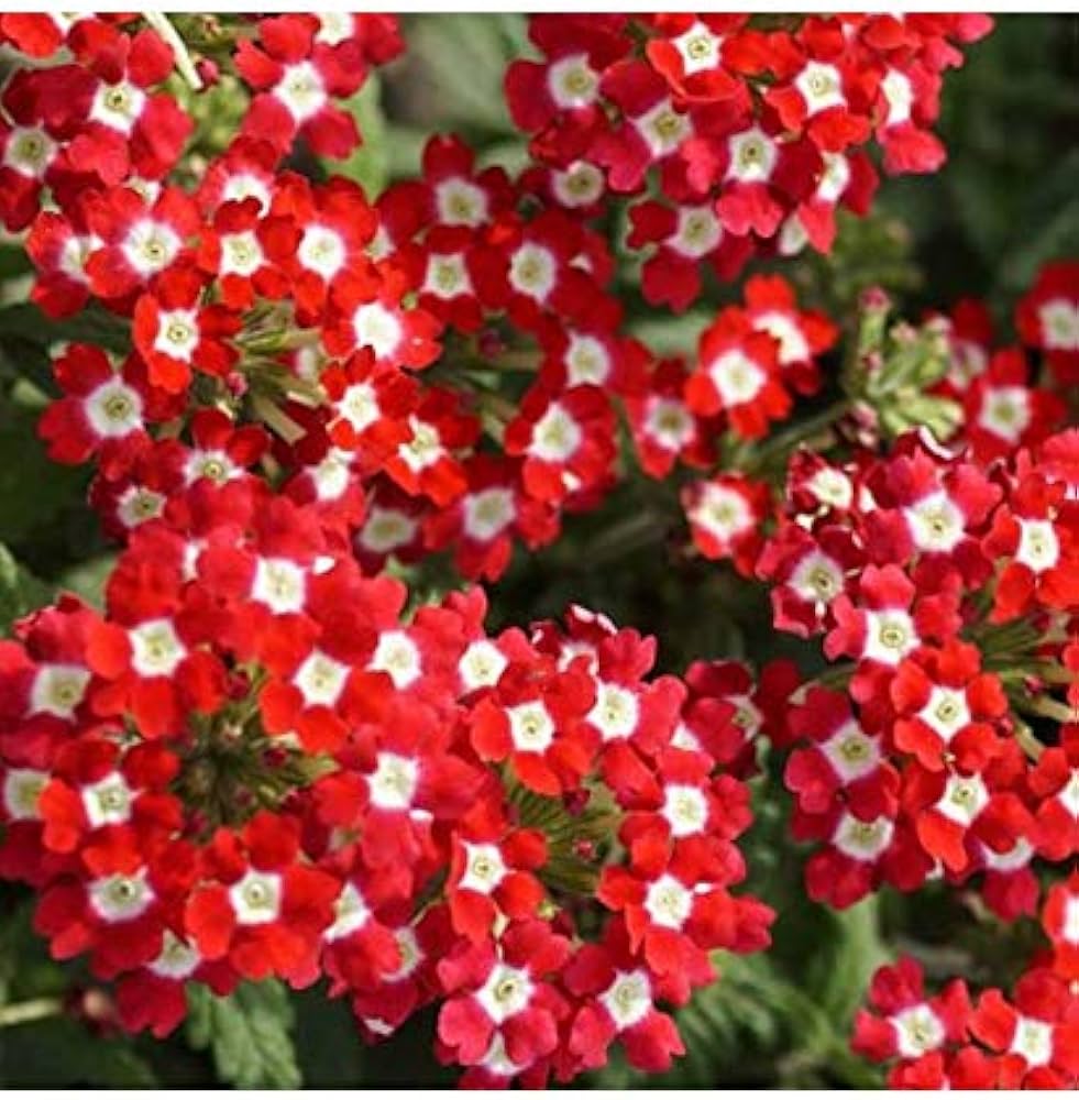 Red Achillea Flower seeds for Planting - Colorful Display, Heirloom & GMO Free Seeds for Home Garden