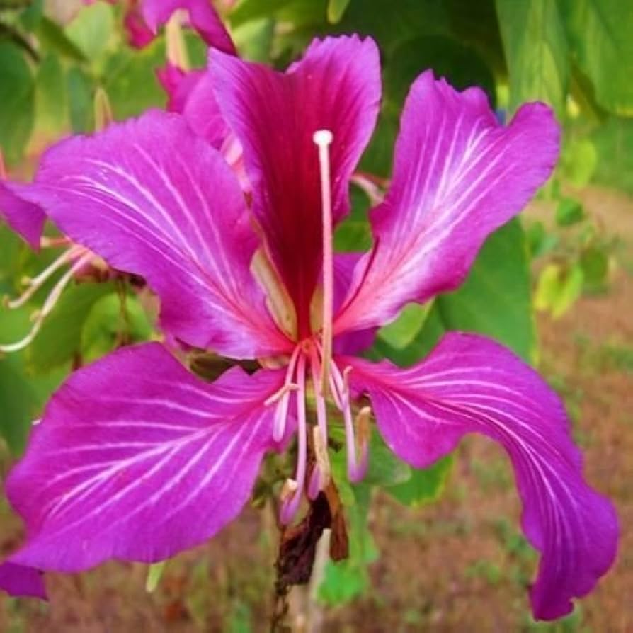 Purple Orchid Baum Bauhinia Purpurea Seeds