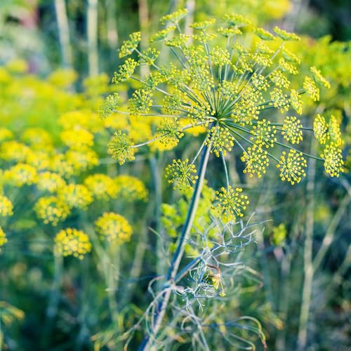 Anethum Graveolens Seeds Flower seeds for Planting - Bright Blooms, Heirloom & GMO Free Seeds for Home Garden