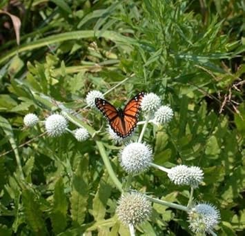 White Rattlesnake Master Flower seeds for Planting - Colorful Display, Heirloom & GMO Free Seeds for Home Garden
 
 Sale for planting in home garden