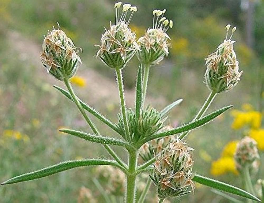 Indian Psyllium Plantago ovata for planting in herb garden