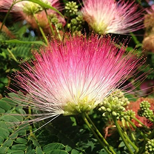 Pink White Mimosa Flower seeds for Planting - Low Maintenance, Heirloom & GMO Free Seeds for Home Garden