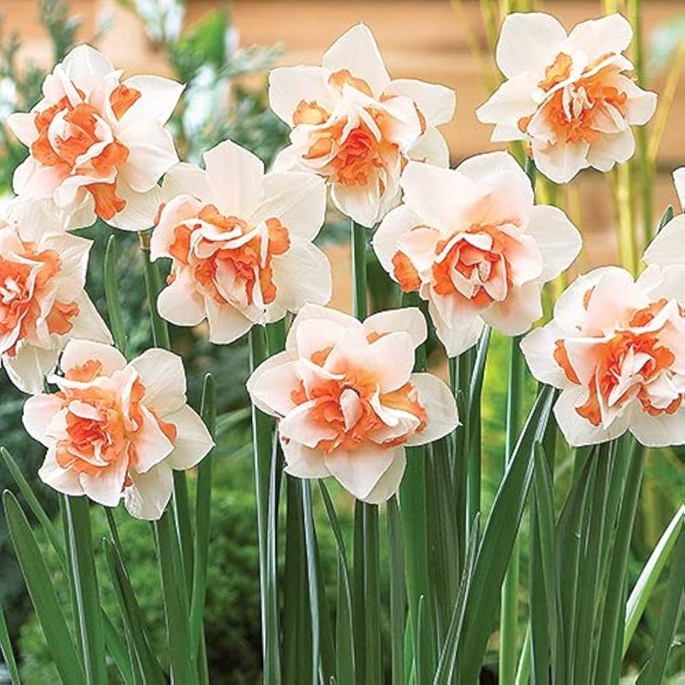 White Orange Double Narcissus Flower Seeds for Planting Pollinator Friendly Heirloom & GMO Free Seeds for Home Garden
 
 Sale