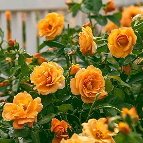 Deep Yellow Rose Flower seeds for Planting - Cut Flower Favorite, Heirloom & GMO Free Seeds for Home Garden