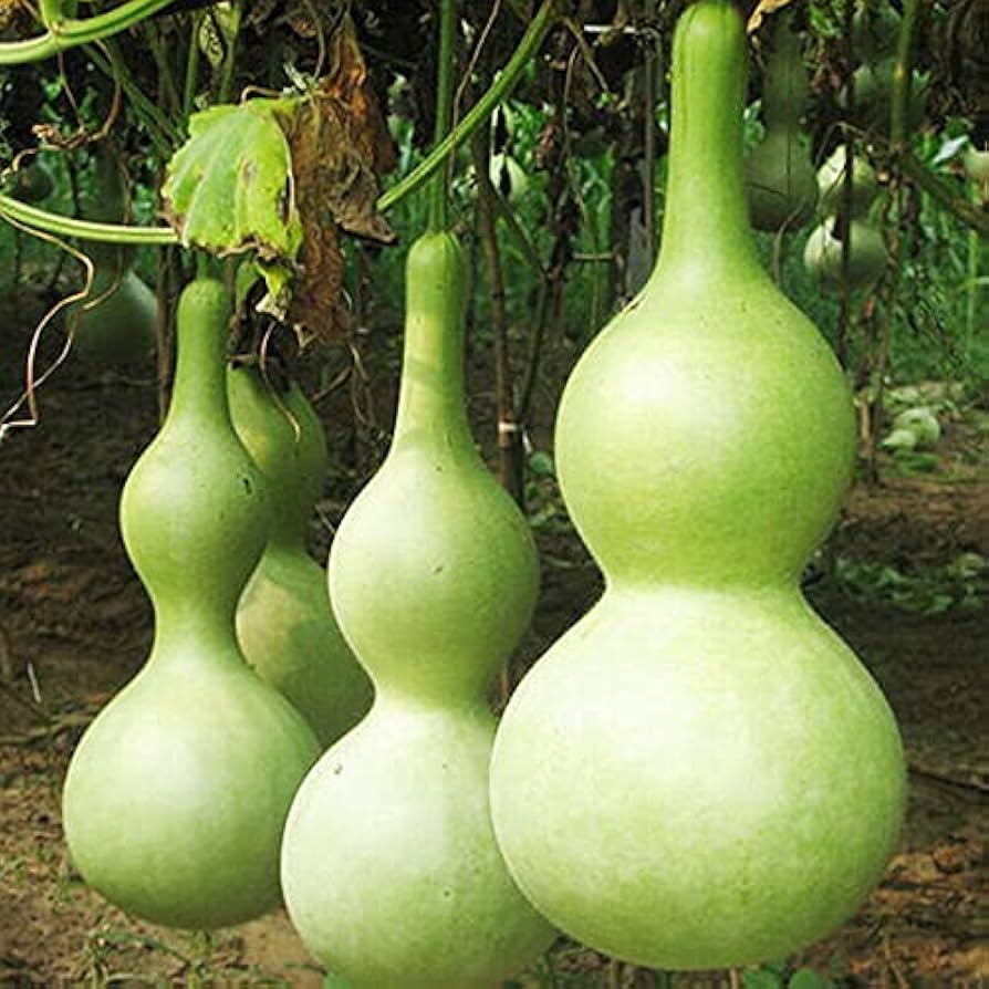 Calabash Round Bottle Pumpkin Seeds for Planting Lagenaria siceraria for vegetable patches and creative gardens