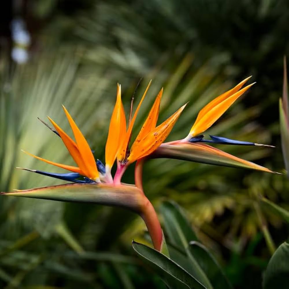 Orange Bird of Paradise Seeds for Planting - Exotic Blooms for Your Garden