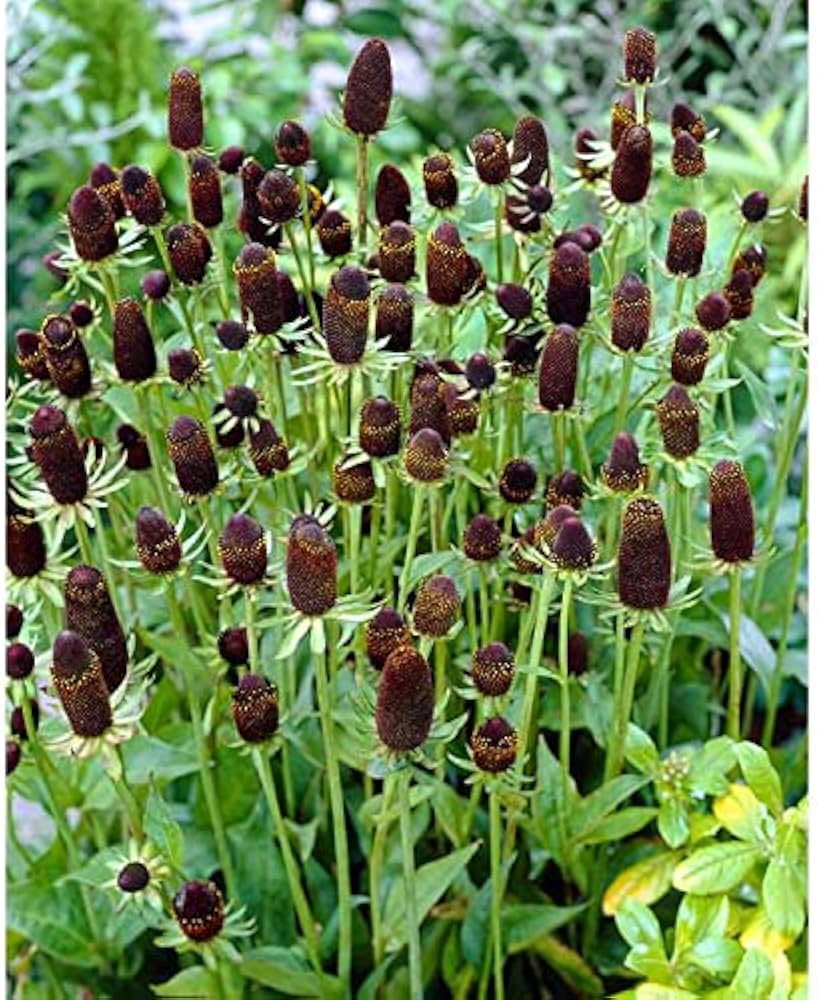 Green Wizard Rudbeckia hirta Seeds for Planting - Great for Flower Bed & Home Garden