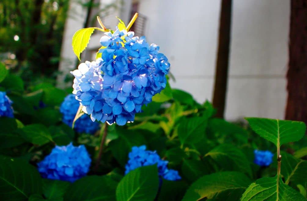 Hydrangea Seeds, Bonsai Hydrangea for Home Garden
