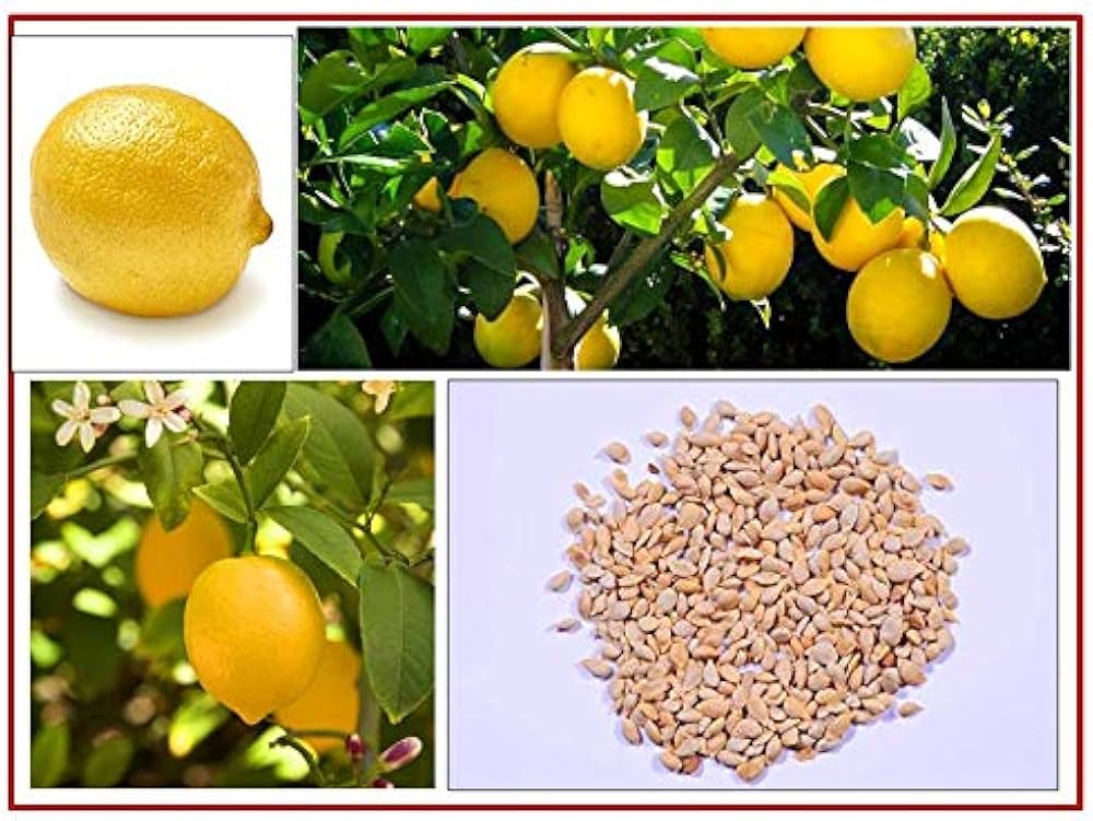 Rainbow Lemon Seeds, Lemon Tree Seeds, Bonsai Fruit, Home Garden, Bonsai Flower Seeds