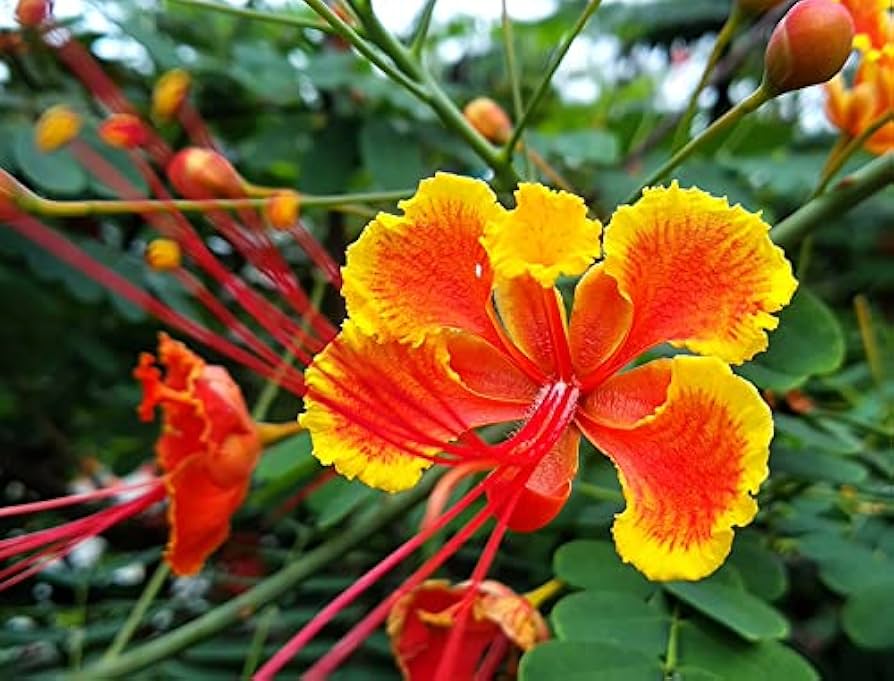 Caesalpinia Flower seeds for Planting Cottage Garden Essential Heirloom & GMO Free Seeds for Home Garden