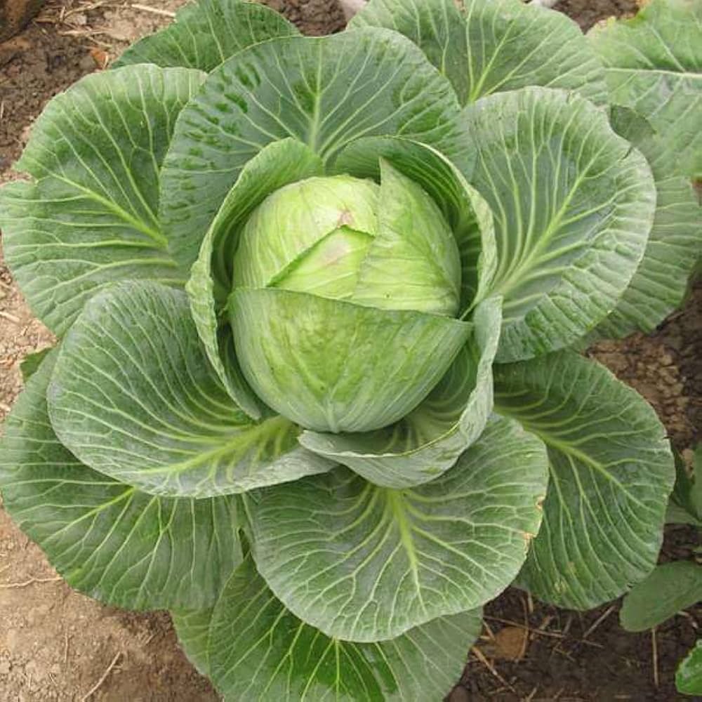 Cabbage Brassica oleracea Seeds for Planting home garden flower bed
