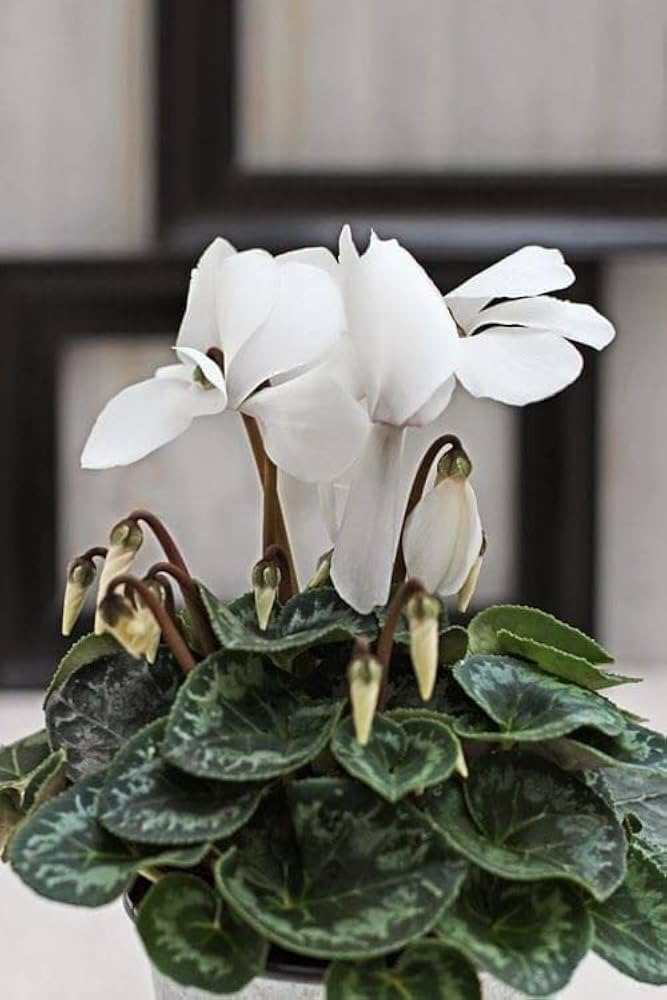 Green White Cyclamen Flower seeds for Planting - Low Maintenance, Heirloom & GMO Free Seeds for Home Garden