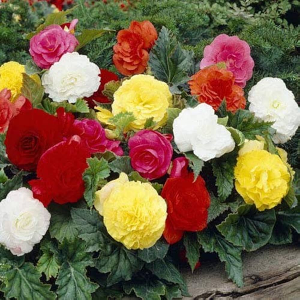 Begonia Begonia spp. Flower Seeds for Planting in Flower Bed & Home Garden