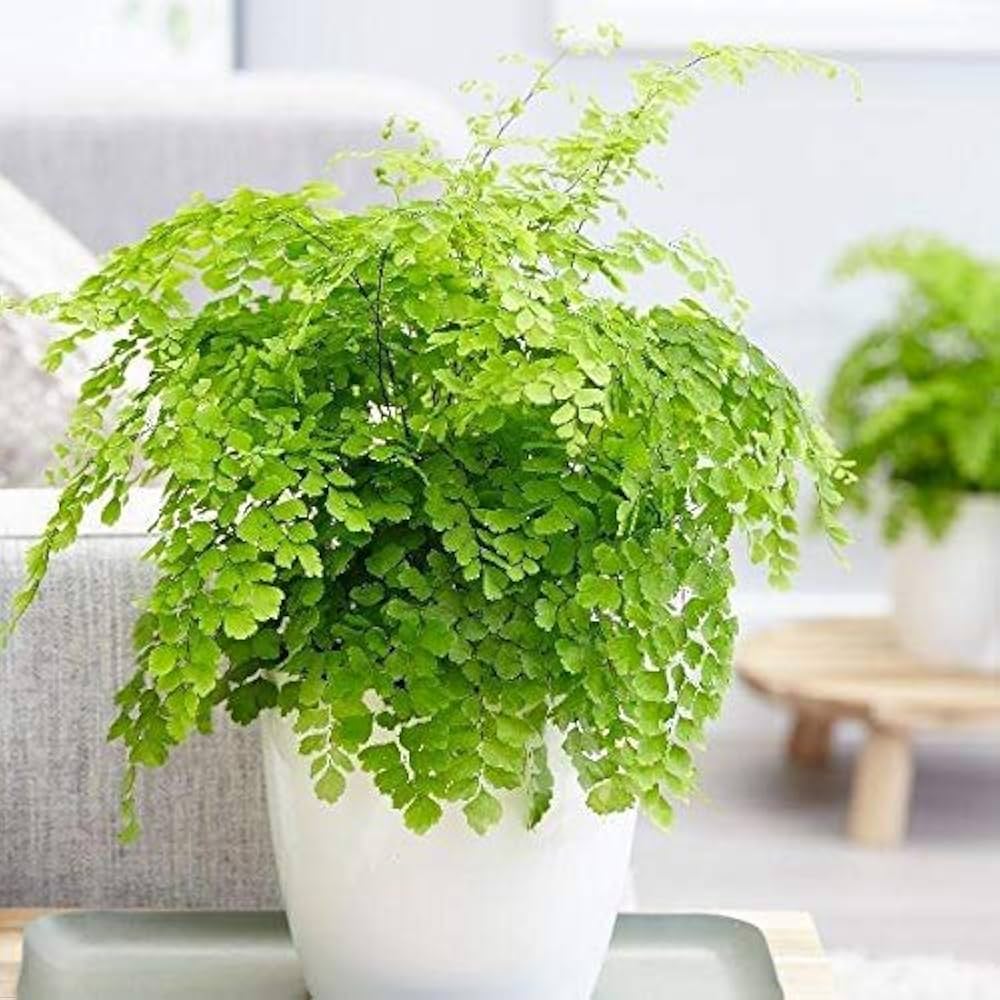 Green Maidenhair Flower Seeds for Planting Garden Favorite Heirloom & GMO Free Seeds for Home Garden
 
 Sale
