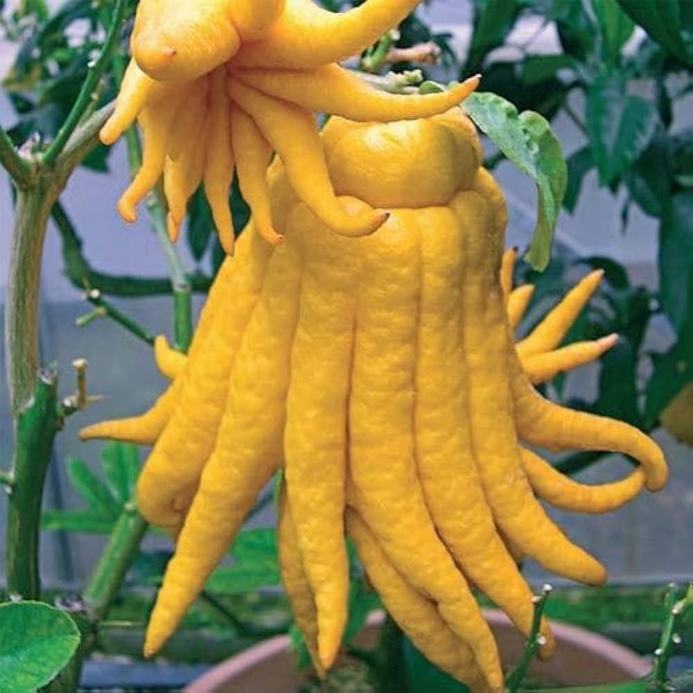 Buddha's Hand Seeds for Planting - Grow Your Own Exotic Plant