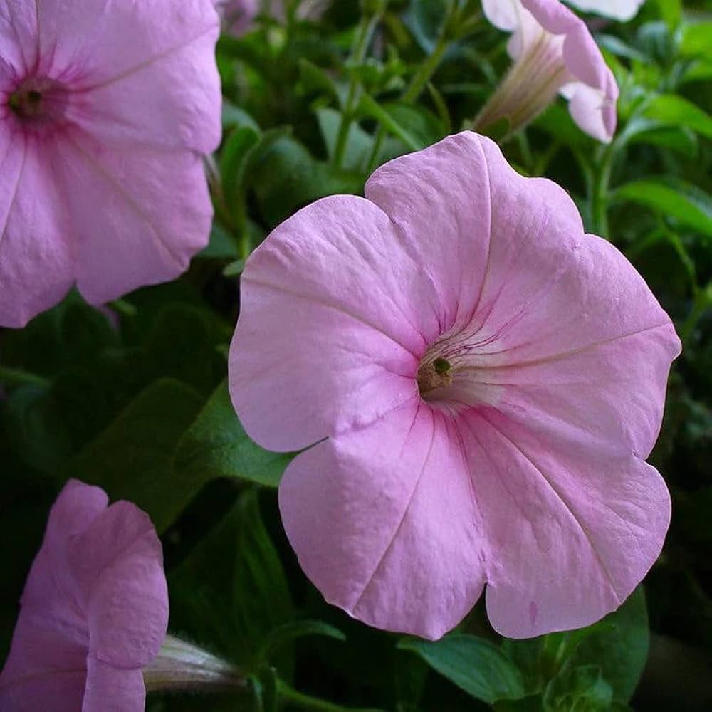 Pelleted Appleblossom Dreams Petunia Seeds