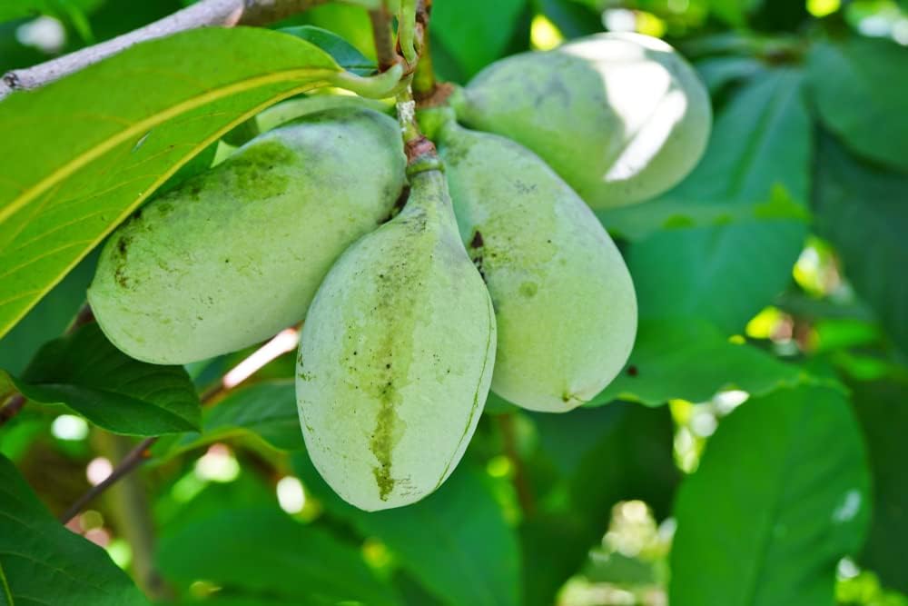 Pawpaw Fruit Seeds for Planting  Grow Exotic Tropical Fruit at Home