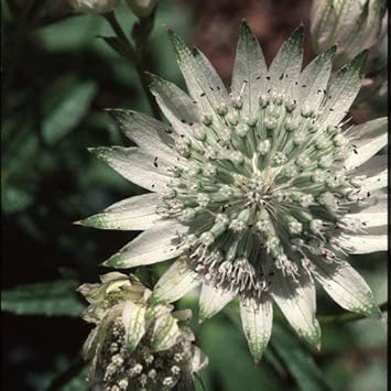 Green White Astrantia Flower seeds for Planting - Low Maintenance, Heirloom & GMO Free Seeds for Home Garden
 
 Sale for planting in home garden.