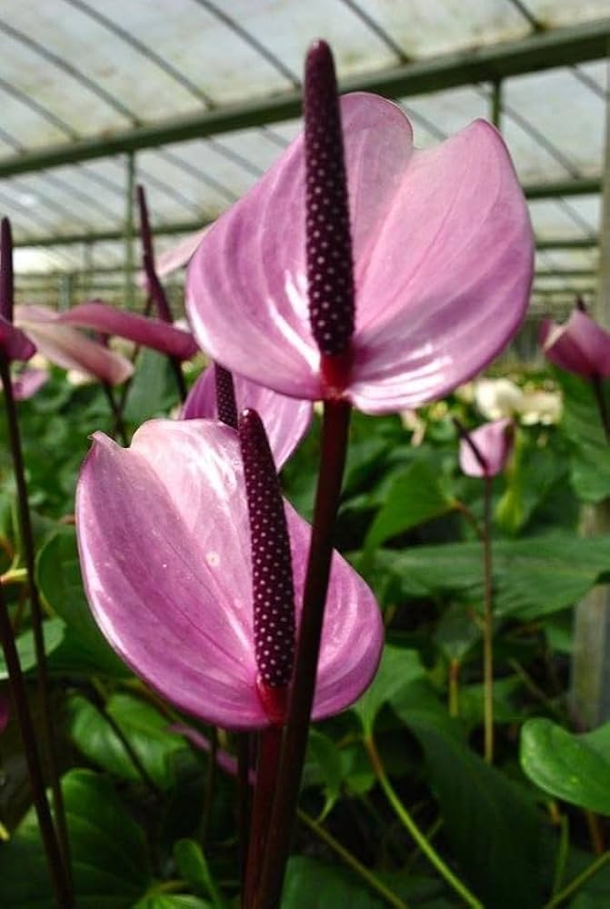 Purple Anthurium Flower seeds for Planting - Drought Tolerant, Heirloom & GMO Free Seeds for Home Garden