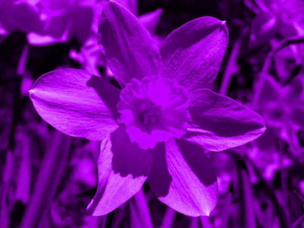 Narcissus Tazetta Flower seeds for Planting - Vibrant Colors, Heirloom & GMO Free Seeds for Home Garden
 
 Sale for planting in home garden.
