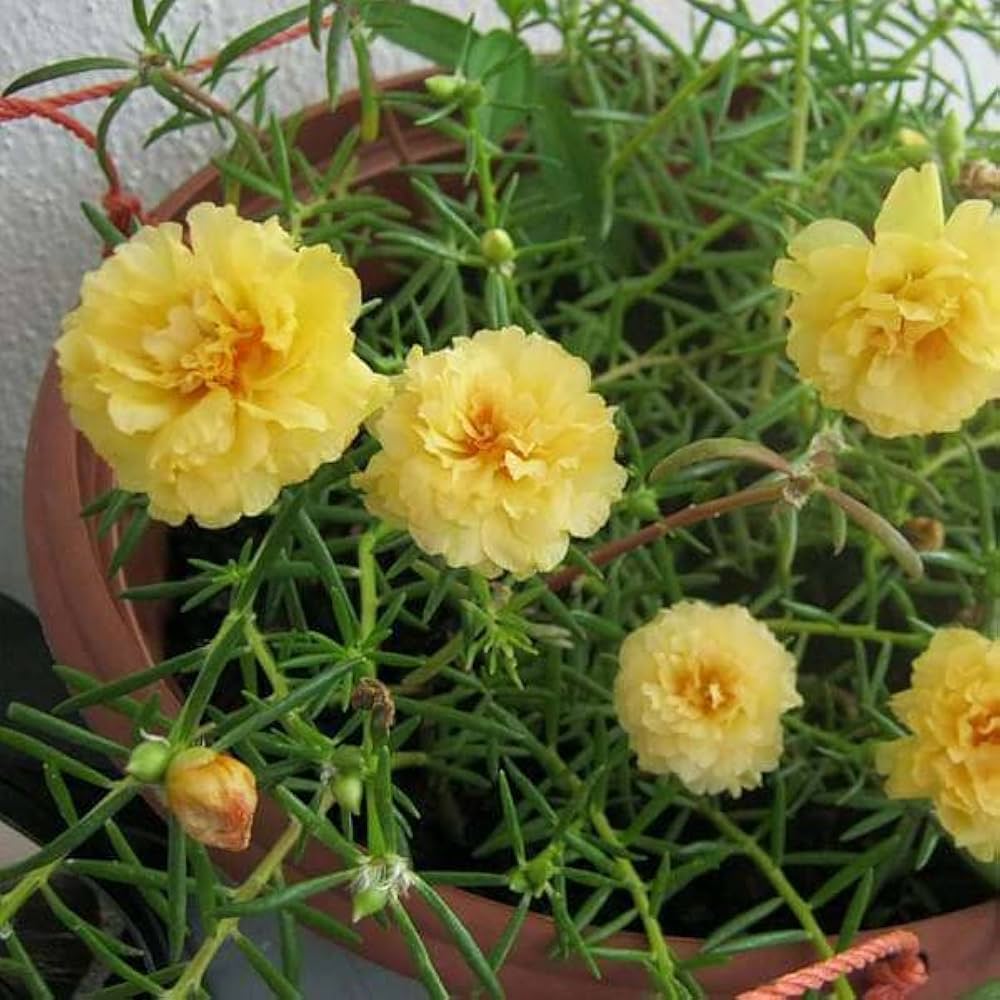 Orange Purslane Seeds for Planting Portulaca oleracea for vegetable patches and edible gardens - Evergrowseeds