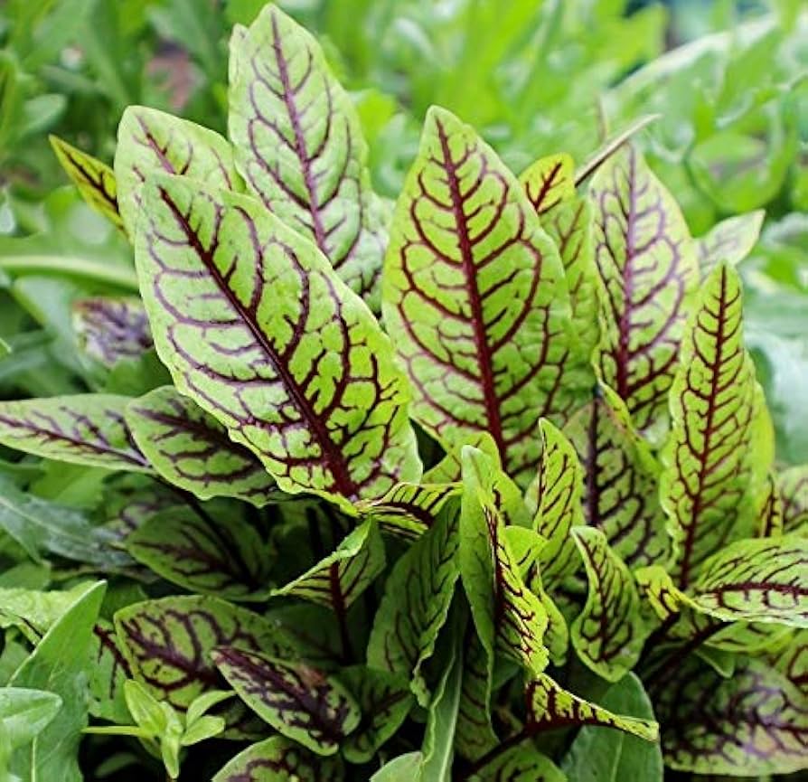 Herb Sorrel Seeds for Planting vegetable patch garden