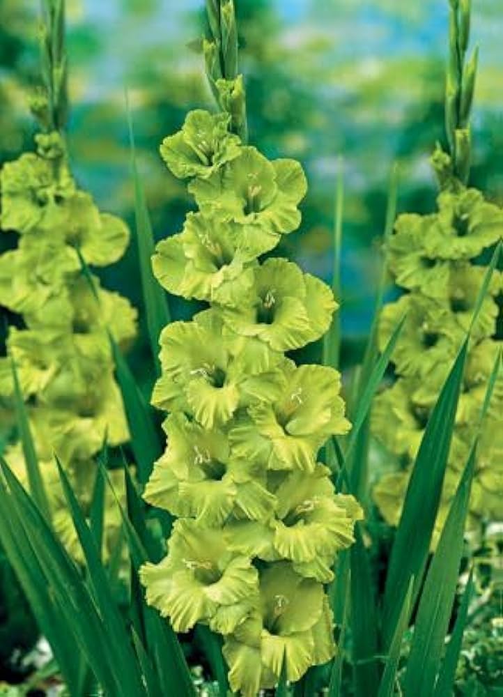 Gladiolus Light Green Flower seeds for Planting - Vibrant Colors, Heirloom & GMO Free Seeds for Home Garden