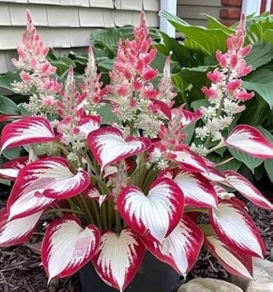Hosta spp. Seeds for Planting - Ideal for Shade Garden & Flower Bed