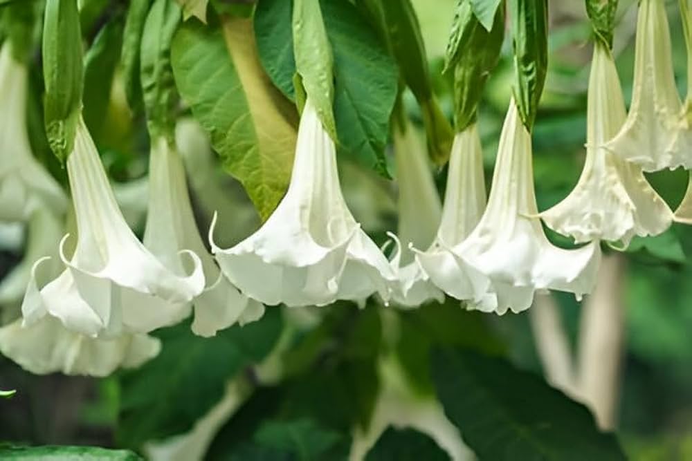 Engelstrompete Flower seeds for Planting - Drought Tolerant, Heirloom & GMO Free Seeds for Home Garden