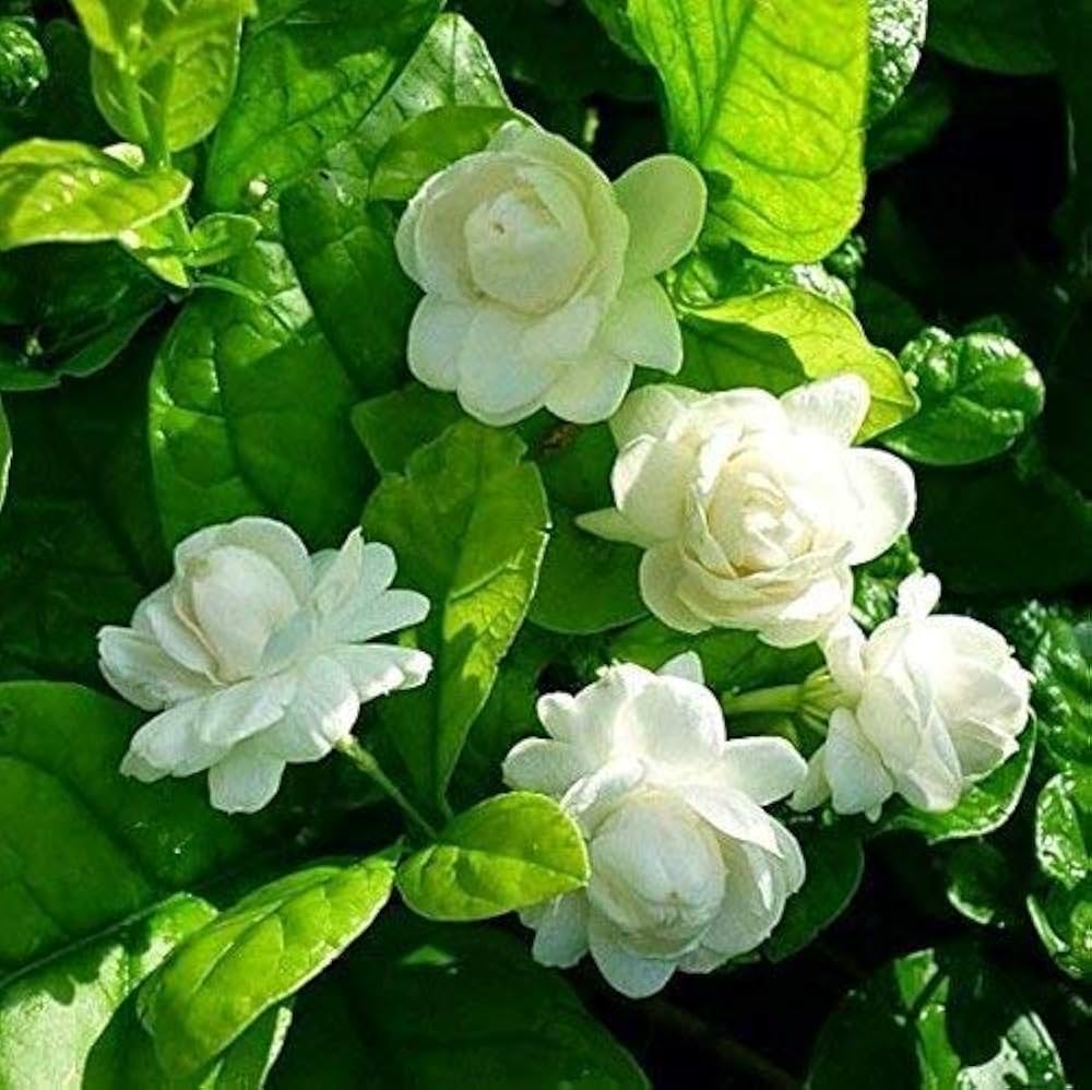 Jasmine Jasminum sambac Flower Seeds for Planting for Home Garden