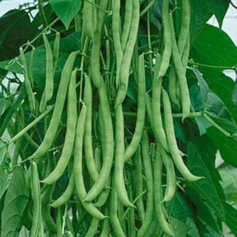 Green Romano Pole Bean Seeds for Vegetable Planting