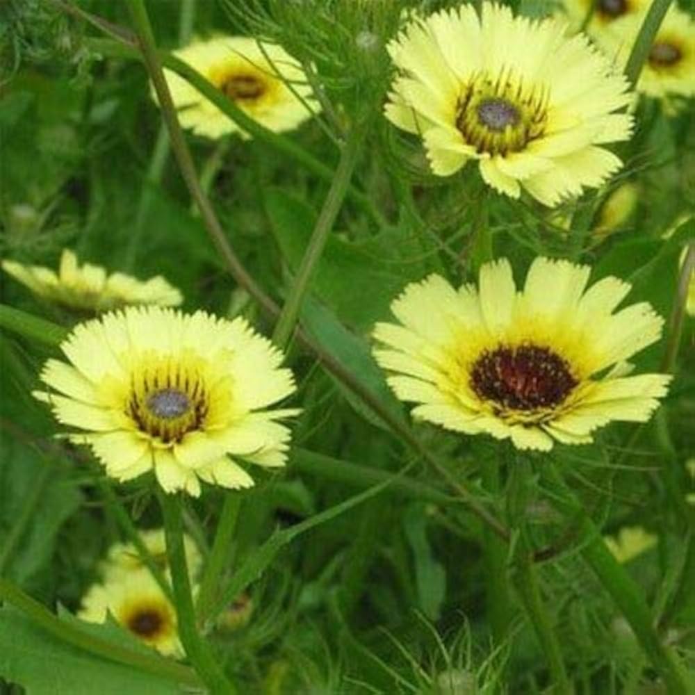 Tolpis Umbrella Milkwort Tolpis barbata Seeds for Planting - Perfect for Flower Bed & Drought-Tolerant Garden