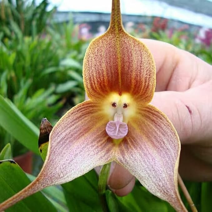 Dracula Orchid Seeds for Planting Dracula spp. for tropical gardens and orchid collections