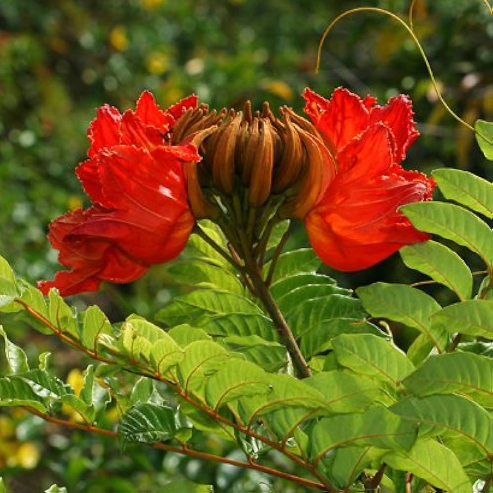 African Tulip Tree Seeds for Growing Tropical Flowering Trees