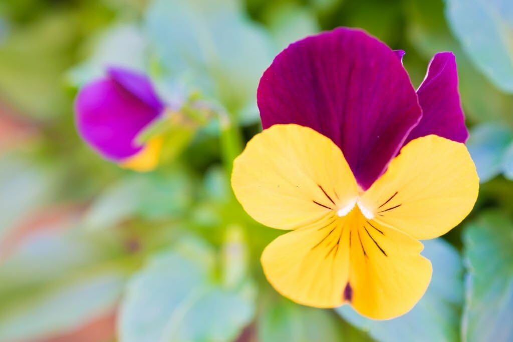 Pansy Dynamite Red Yellow Seeds for Colorful Spring Flowers