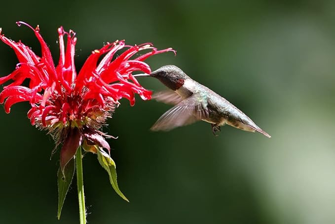 Balm Seeds for Planting home garden flower bed