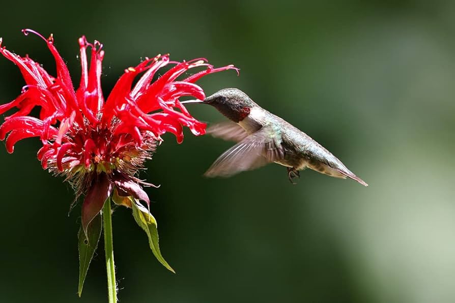 Beebalm Seeds for Planting Monarda didyma for pollinator gardens and wildflower beds
