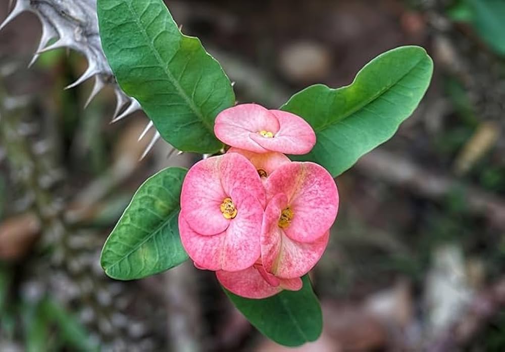 Pink Green Euphorbia Milii Flower seeds for Planting - Seasonal Bloomer, Heirloom & GMO Free Seeds for Home Garden