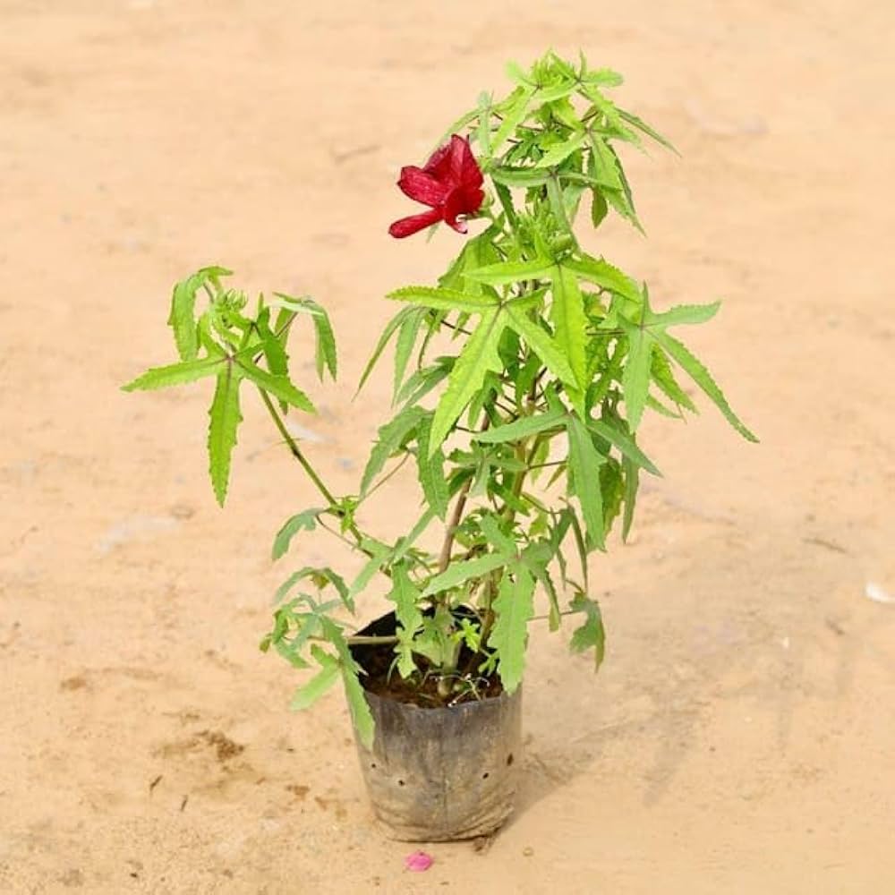 Scarlet Rose Mallow Hibiscus Hibiscus spp. Seeds for Planting in Flower Bed