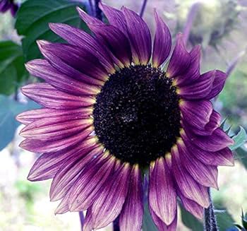Violet Mini Sunflower Seeds  Ideal for Planting in Gardens