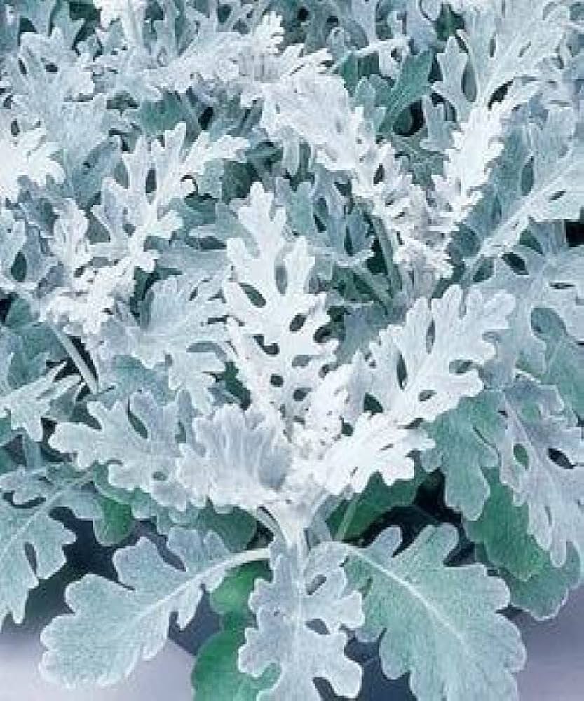 Dusty Miller Silverdust Senecio cineraria Seeds for Planting border garden flower bed