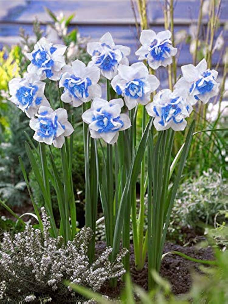 Blue White Daffodils Flower seeds for Planting - Colorful Display, Heirloom & GMO Free Seeds for Home Garden